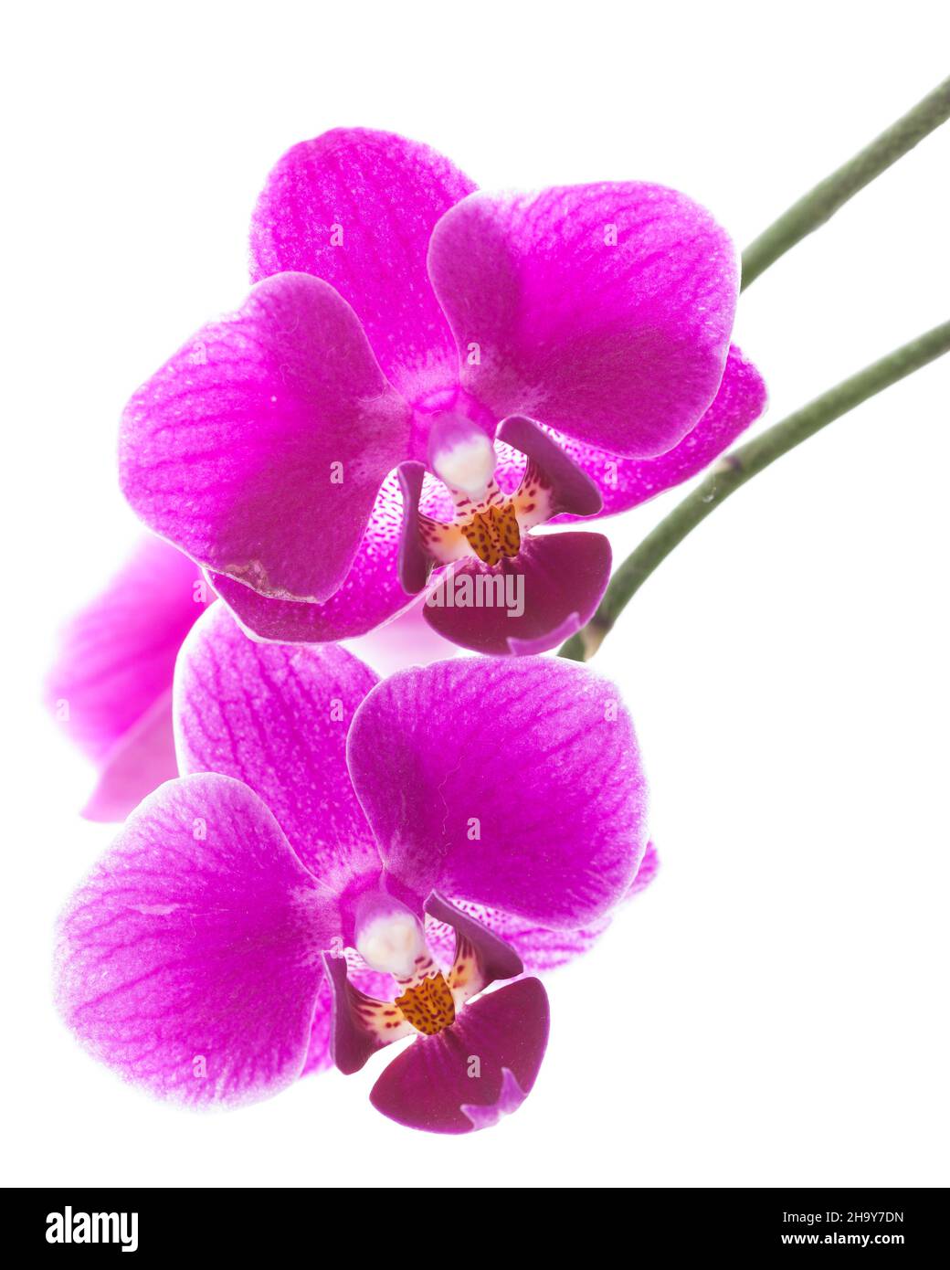 Orchid, phalaenopsis, purple, white, pink, flower, white, white, background, isolated, detail, details isolated, close, macro shot, front, kind, beaut Stock Photo