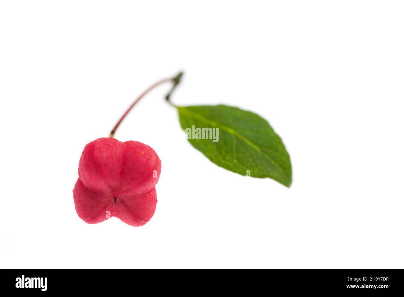 Spindle tree, berries, flower, red, seed, core, poisonous, white, leaves, background, poison, seeds, Euonymus europaeus, orange, healthy, green, berry Stock Photo