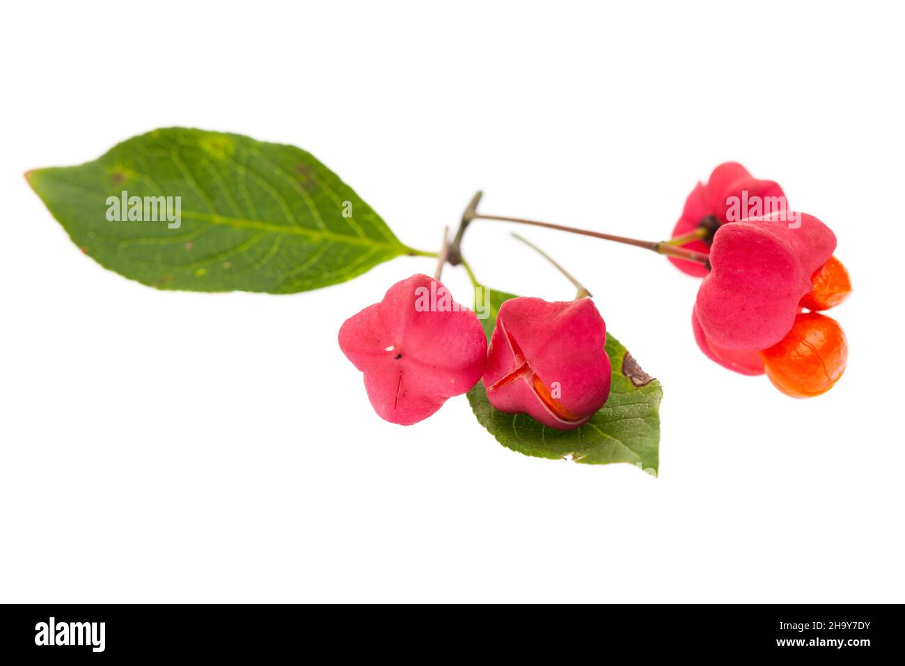 Spindle tree, berries, flower, red, seed, core, poisonous, white, leaves, background, poison, seeds, Euonymus europaeus, red, orange, healthy, green, Stock Photo