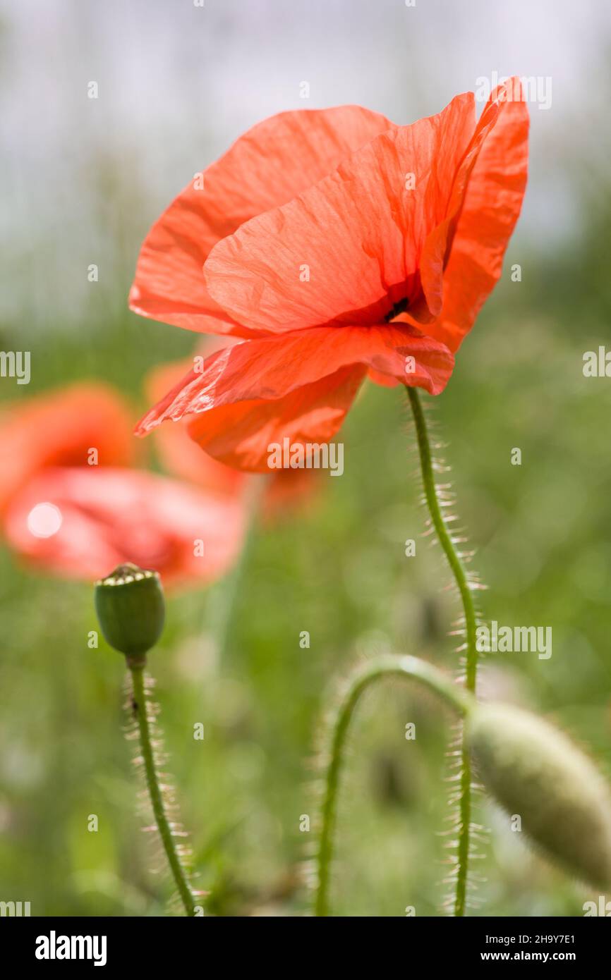 Poppy, poppy, Papaver, rhoeas, pastel, flower, plant, red, seeds, green, medicinal plant, nature, meadow, wayside, delicate, color, pastel, pastel col Stock Photo