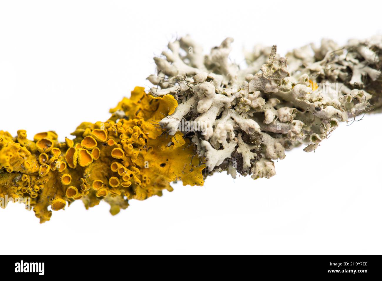 lichen, yellow, gray, branch, twig, tree, together, nature, against each other, grow, plants, overgrow, smother, fungus, algae, mold, shape, structure Stock Photo