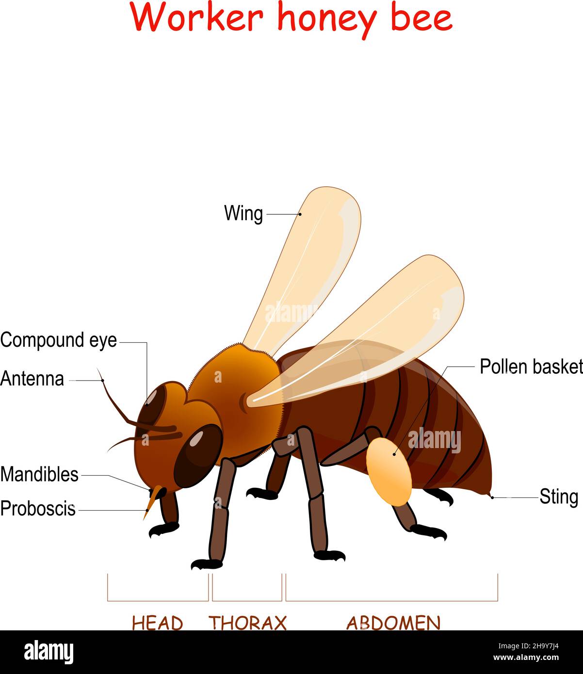 Anatomy of Worker honey bee. Close-up of bee with wings, sting, proboscis, mandibles, pollen basket, and compound eye. Information poster. educational Stock Vector