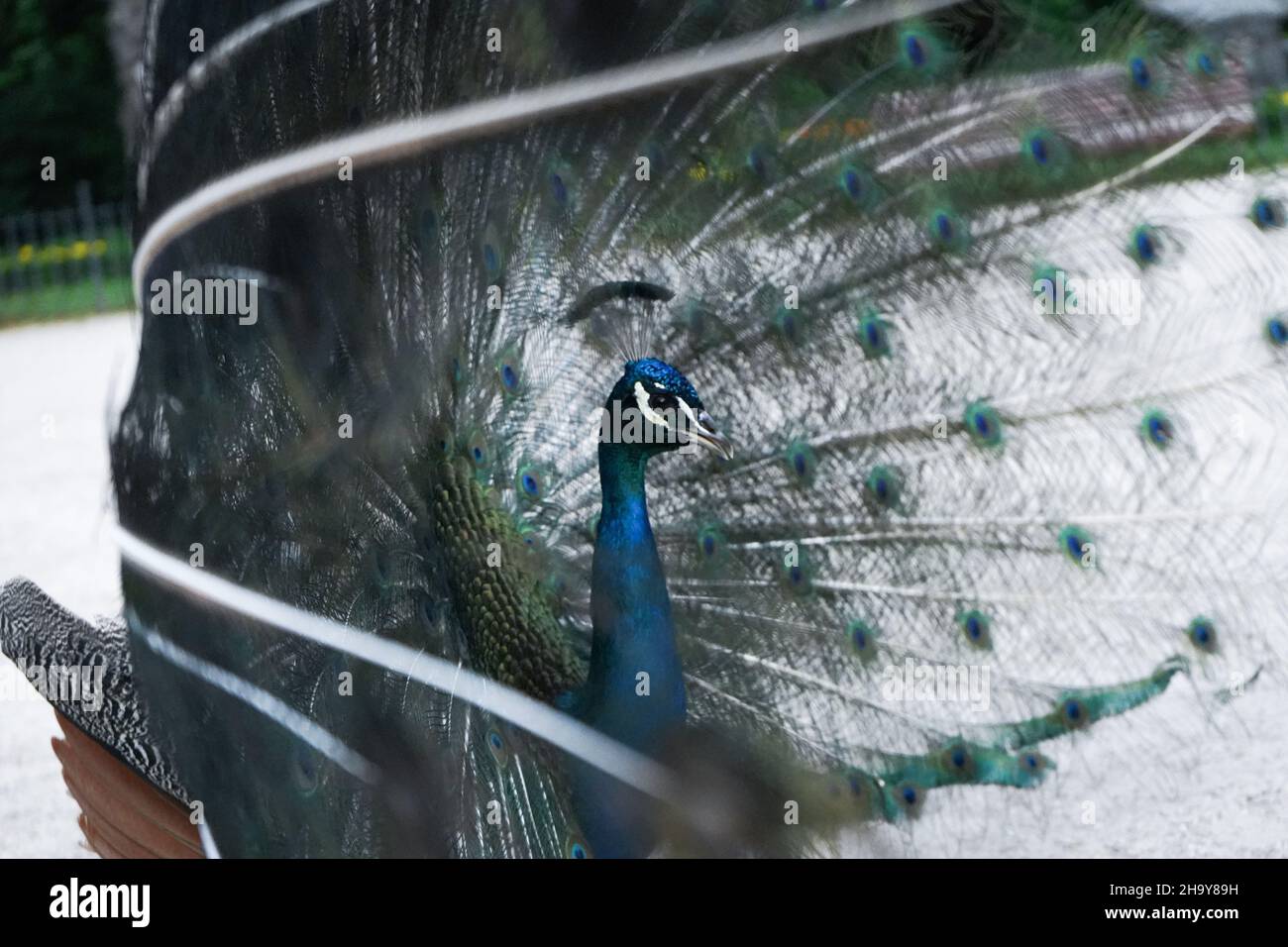 Closeup of the gorgeous male peacock Stock Photo - Alamy