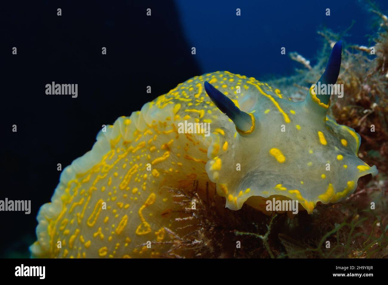 Gelb-violette Sternschnecke, Regal Sea Goddess, Felimare picta Stock Photo