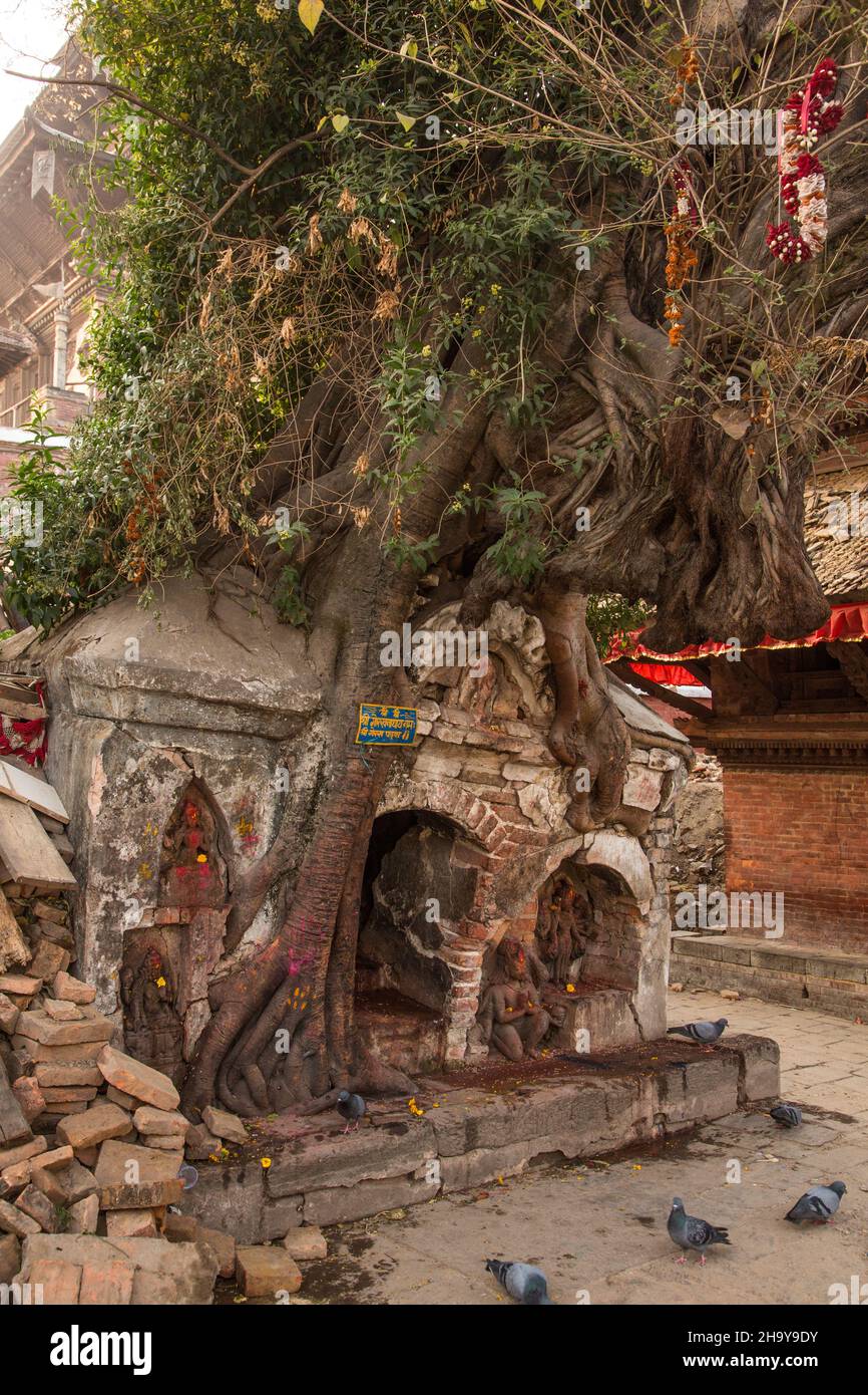 The Tree Shrine is a small Hindu shrine being destroyed by a fig tree growing on it in Durbar Square, Kathamandu, Nepal. Stock Photo