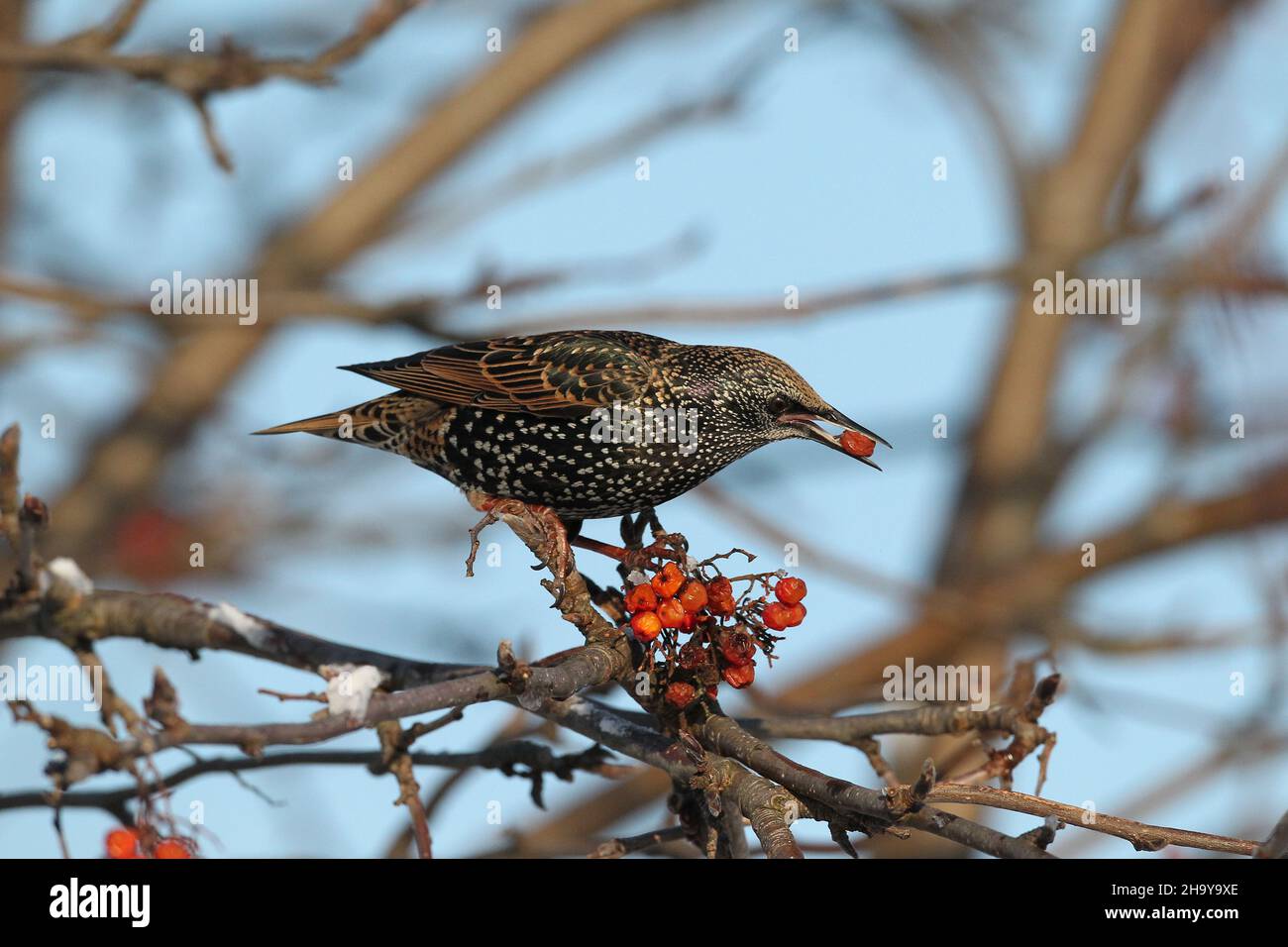Starlings are are gregarious species found in large flocks especially in Winter.  The movements of these flocks are called murmuration. Stock Photo