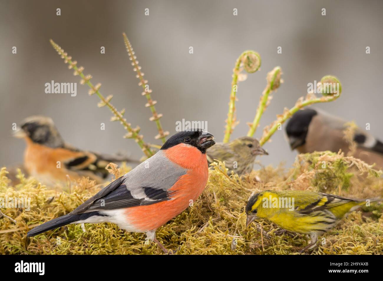 male bullfinch is  standing on moss with other birds Stock Photo