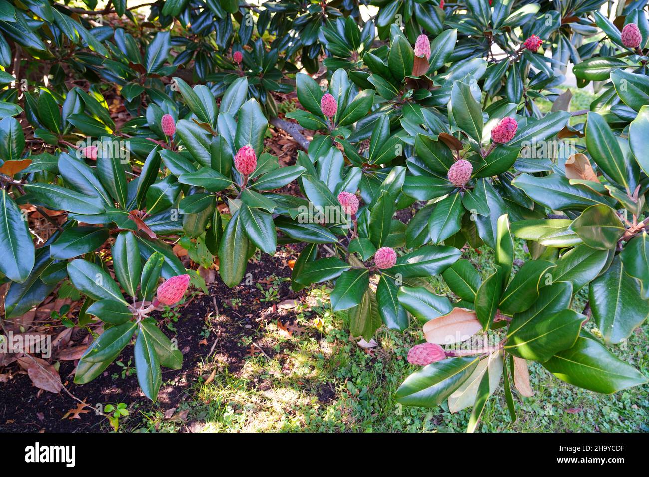 Red fruit cones of the Southern Magnolia tree Stock Photo