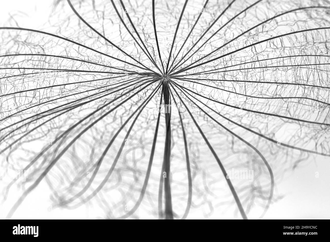 Seeds germination Black and White Stock Photos & Images - Alamy