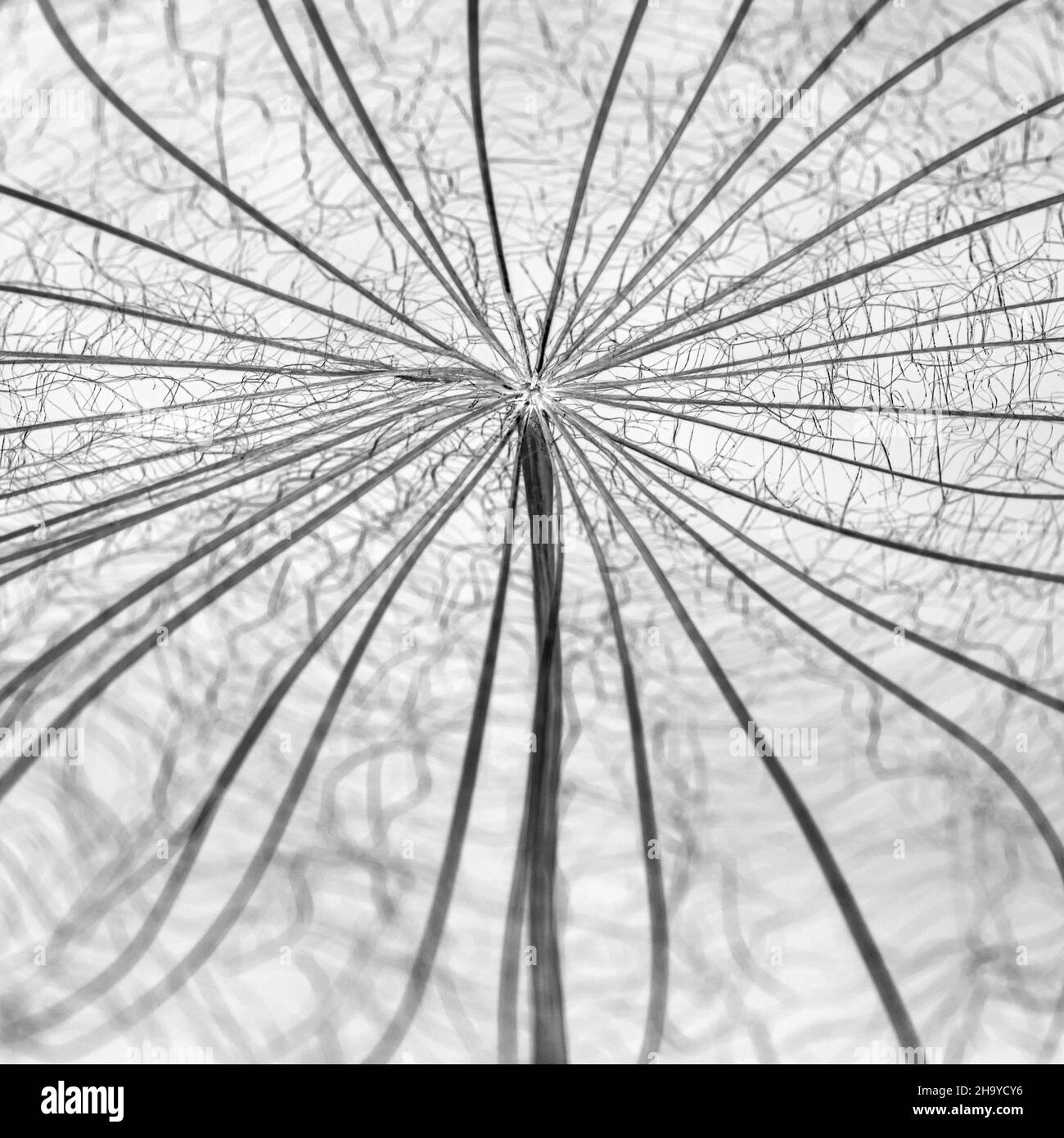 Seeds germination Black and White Stock Photos & Images - Alamy