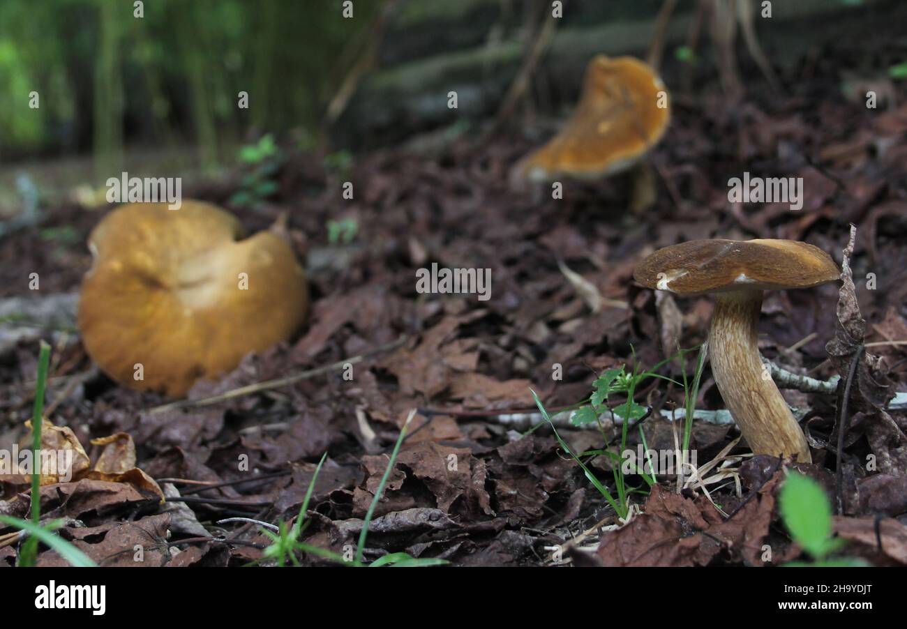 Wild Mushrooms growing in Forest in Rural East Texas Stock