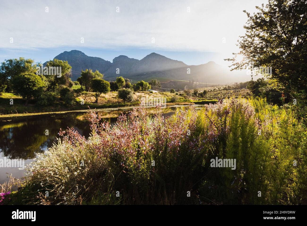 Sunset in the vineyard, somewhere between Franschoek and Stellenbosch, the wine region in South Africa Stock Photo
