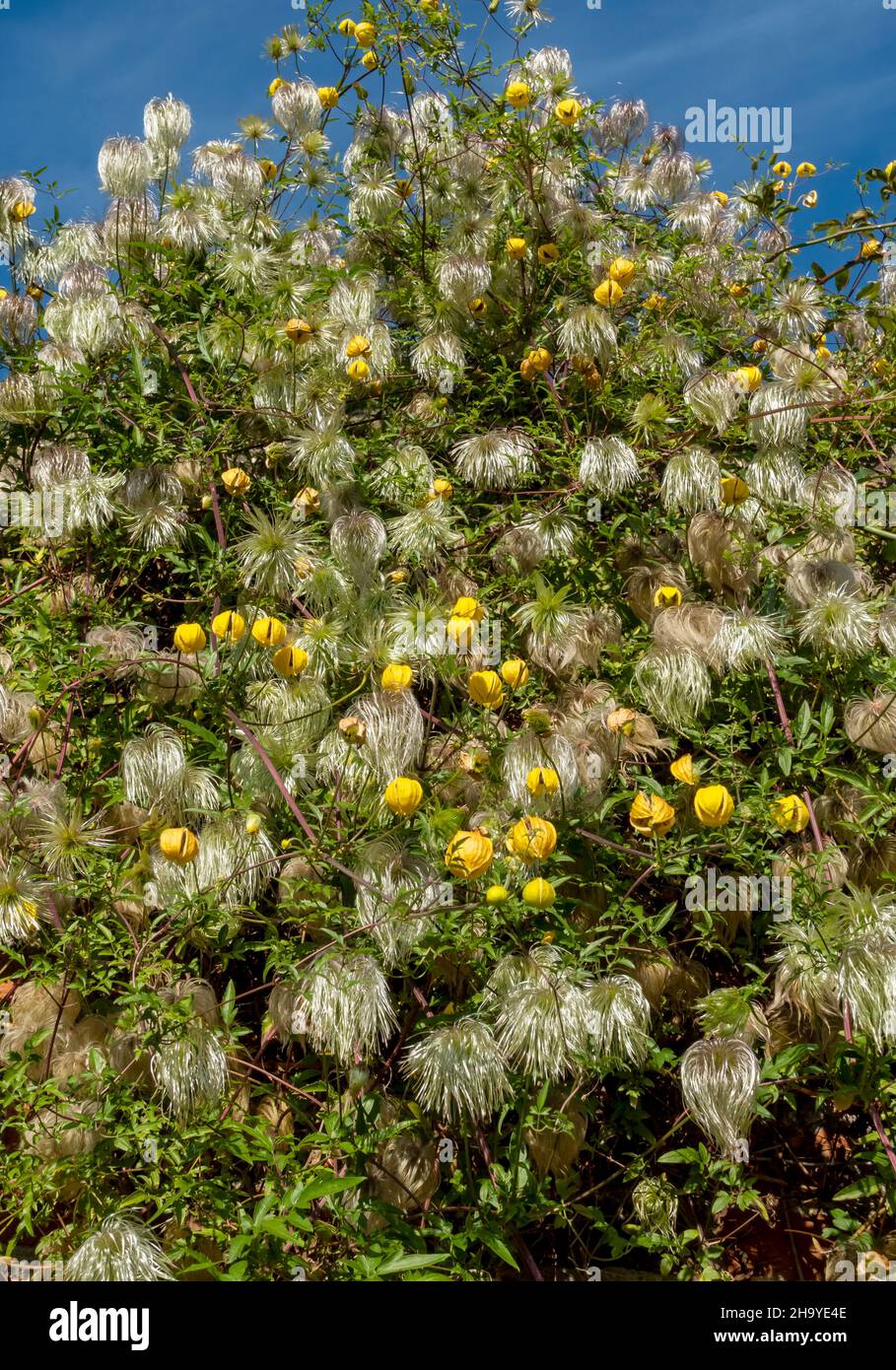 Close up of yellow clematis tangutica flower flowers and seedheads flowering growing on a wall in the garden in summer England UK Great Britain Stock Photo