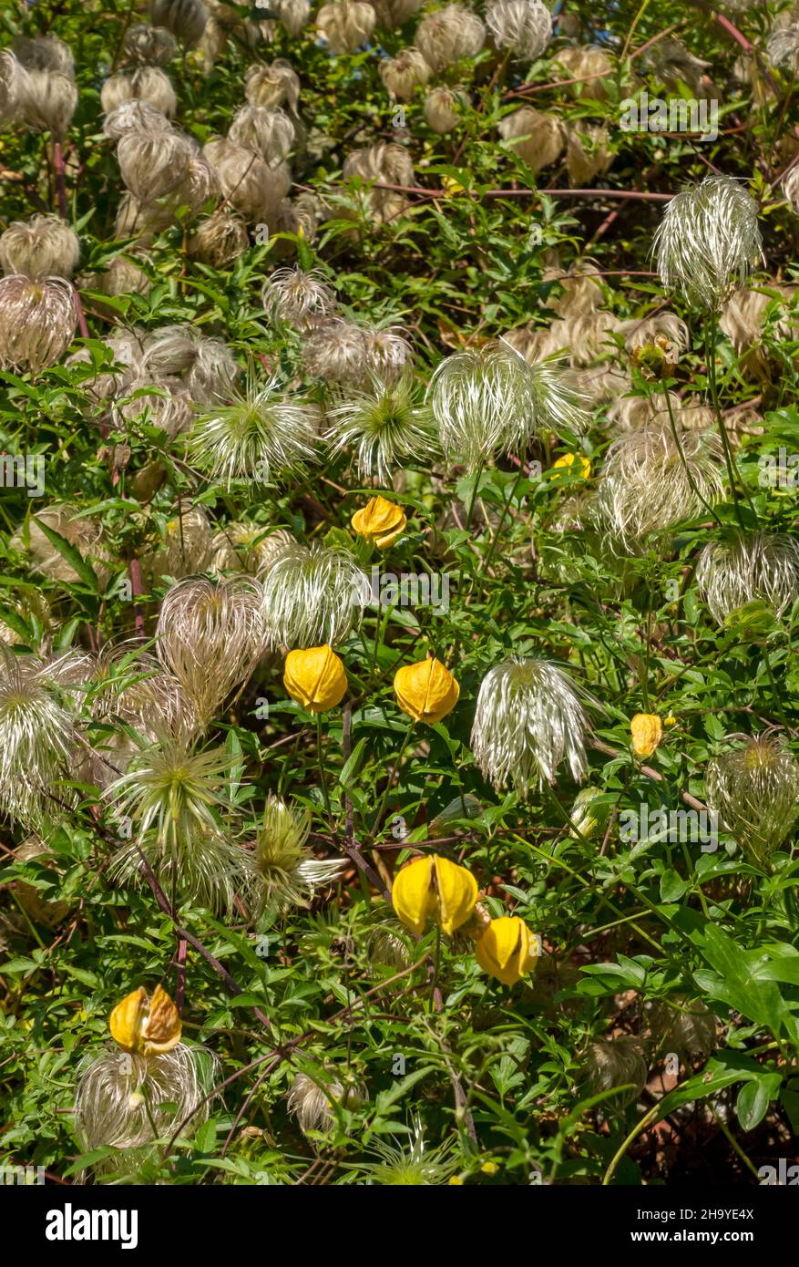 Close up of yellow clematis tangutica flower flowers and seedheads flowering growing on a wall in the garden in summer England UK Great Britain Stock Photo