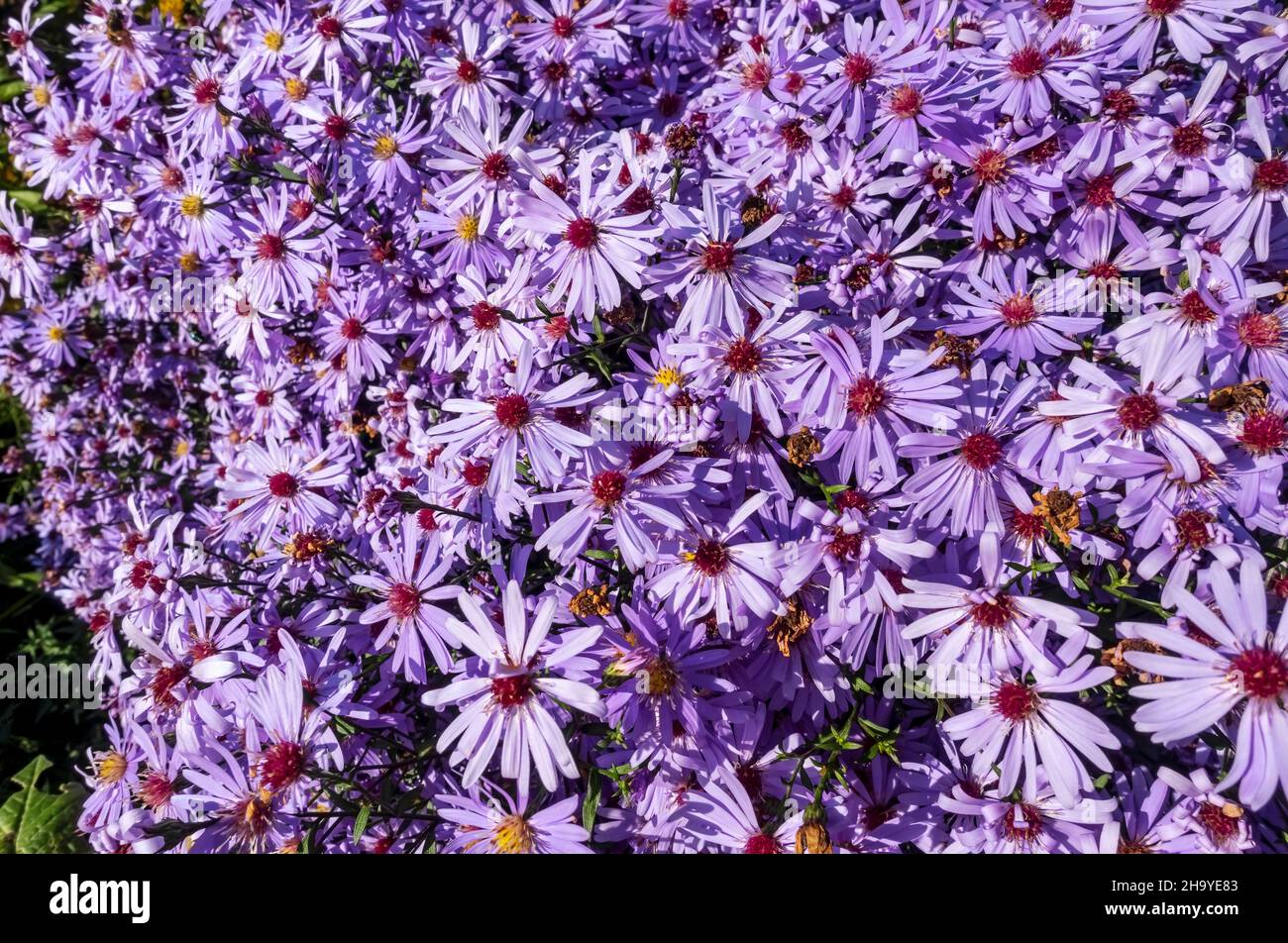 Close up of purple aster flower flowers flowering michaelmas daisy growing in the garden in autumn England UK United Kingdom GB Great Britain Stock Photo