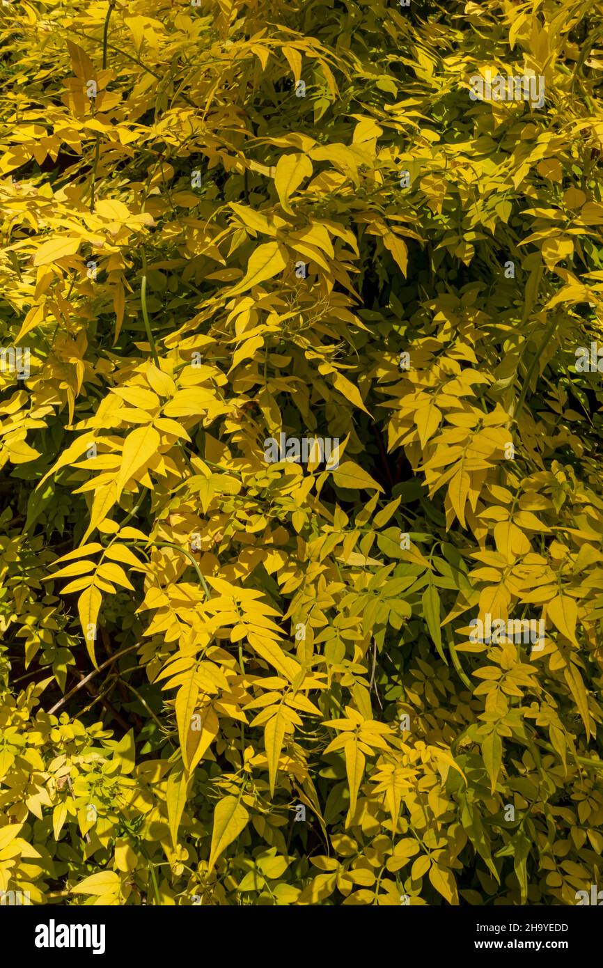 Close up of Jasmine Jasminum officinale 'Aureum' leaves growing on a wall in the garden in