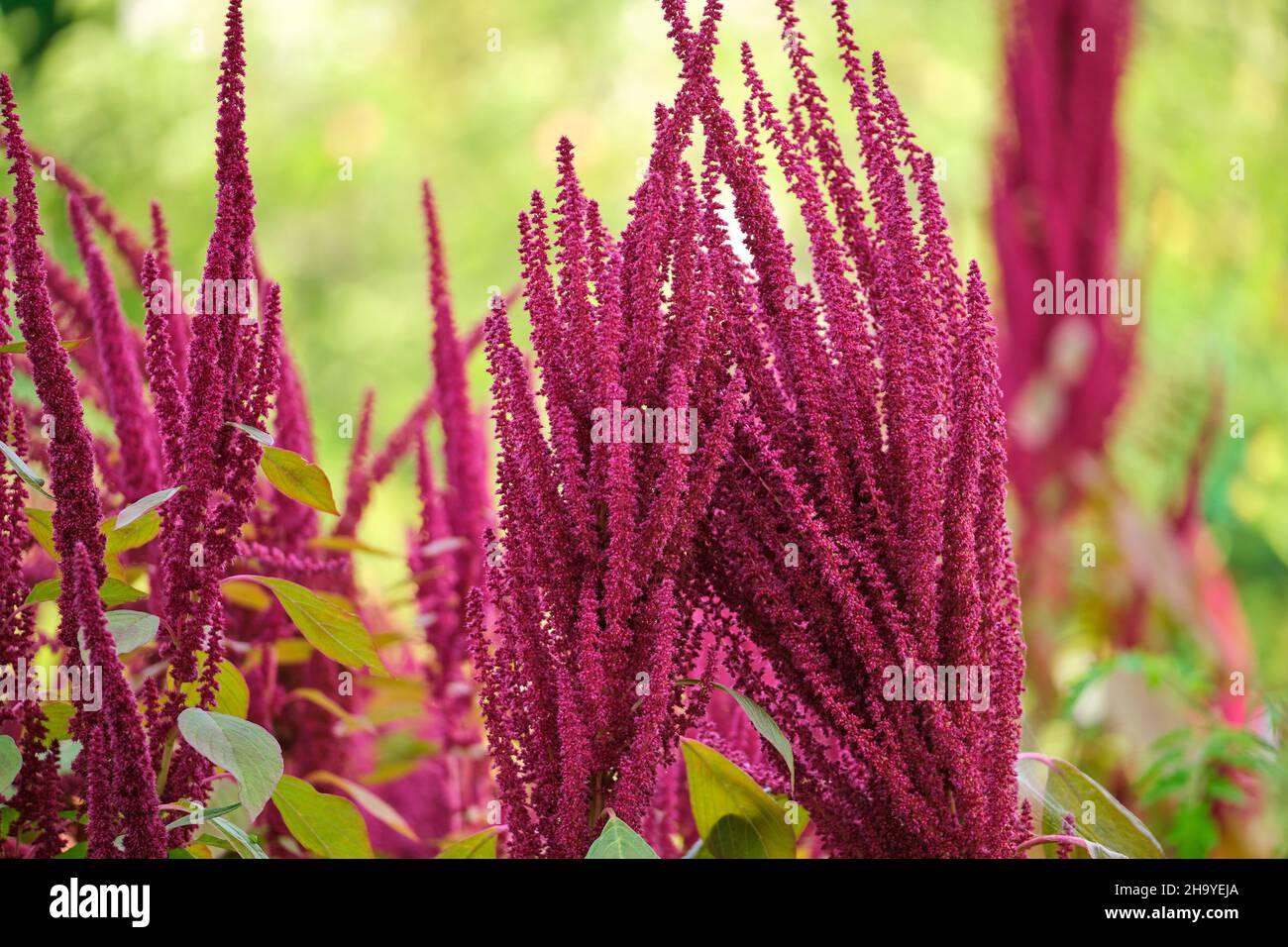 Indian red amaranth plant growing in summer garden. Leaf vegetable
