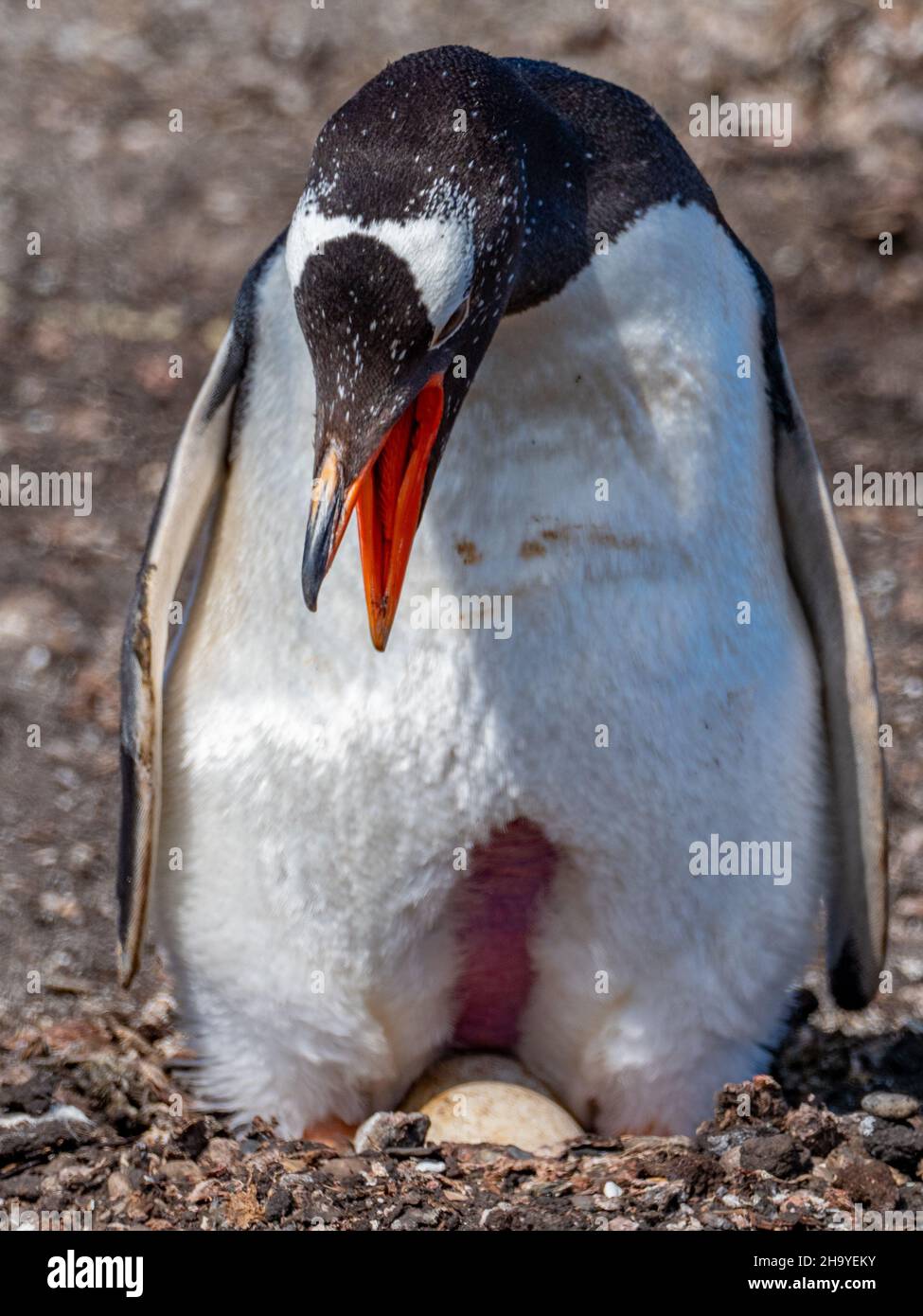 Gentoo Penguin, Pygoscelis papua, nesting at Carcass Island, Falkland Islands Stock Photo