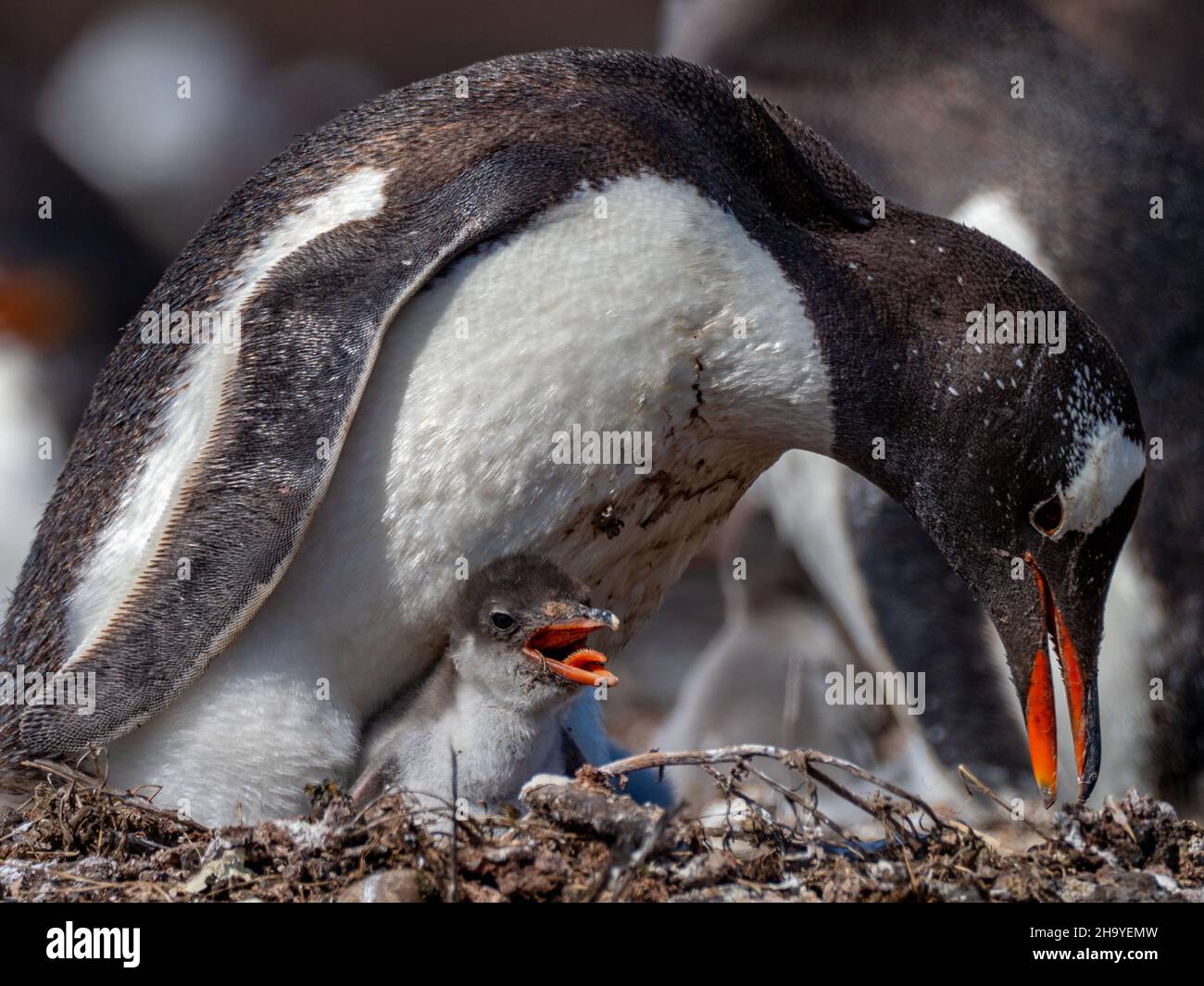Gentoo Penguin, Pygoscelis papua, nesting at Carcass Island, Falkland Islands Stock Photo