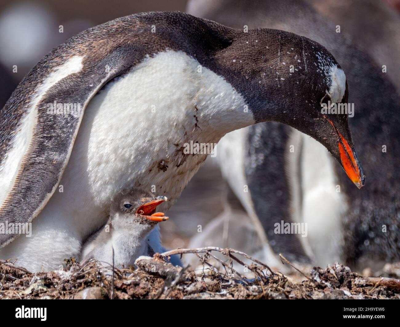 Gentoo Penguin, Pygoscelis papua, nesting at Carcass Island, Falkland Islands Stock Photo