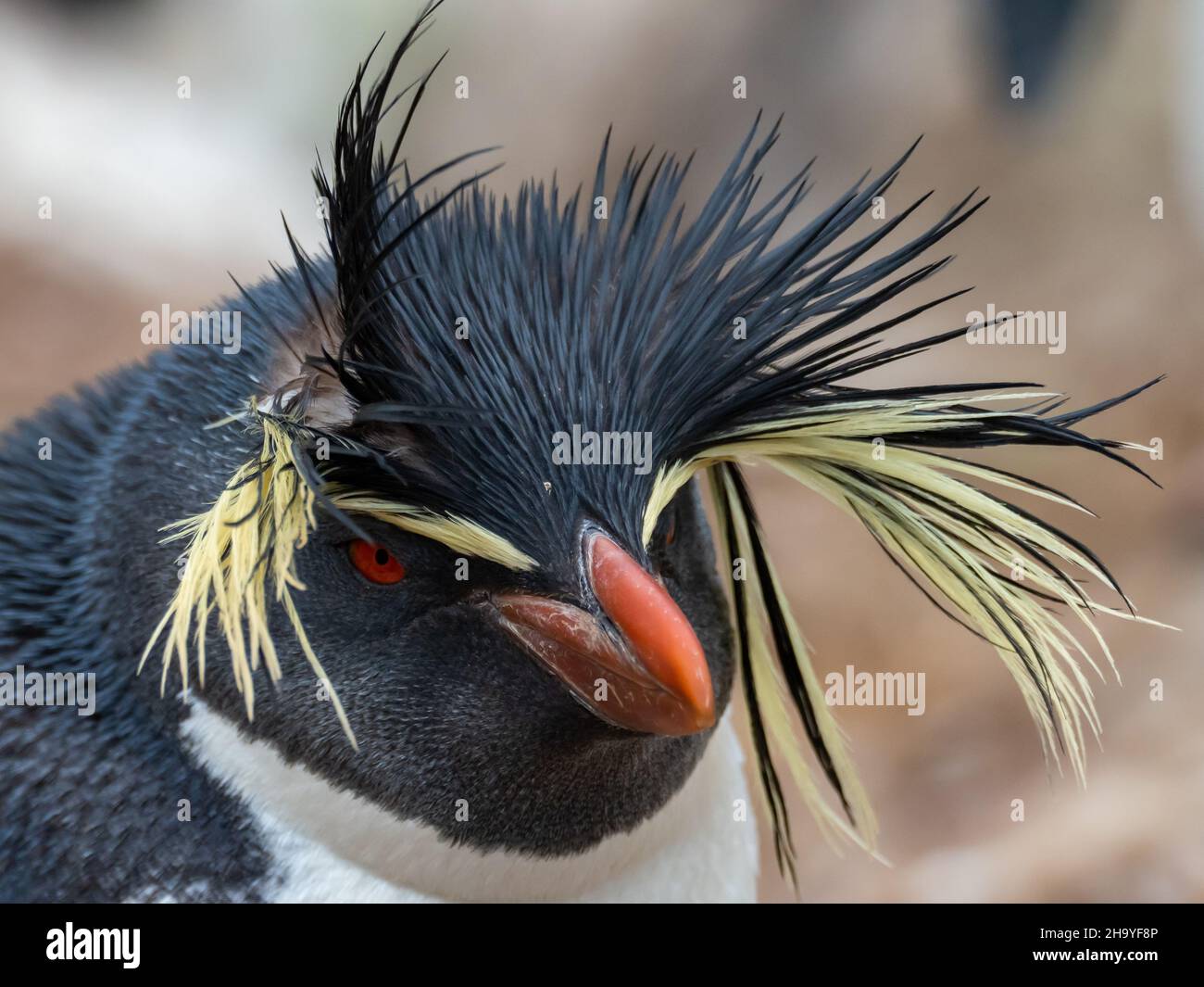 Moseley's rockhopper penguin, Eudyptes moseleyi, a rarity on the Falkland Islands Stock Photo