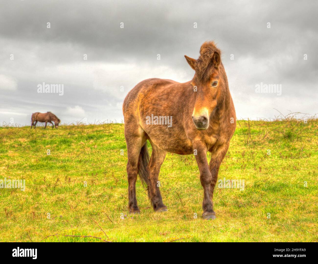 Wild Pony Quantock Hills Exmoor Somerset England UK free roaming Stock Photo