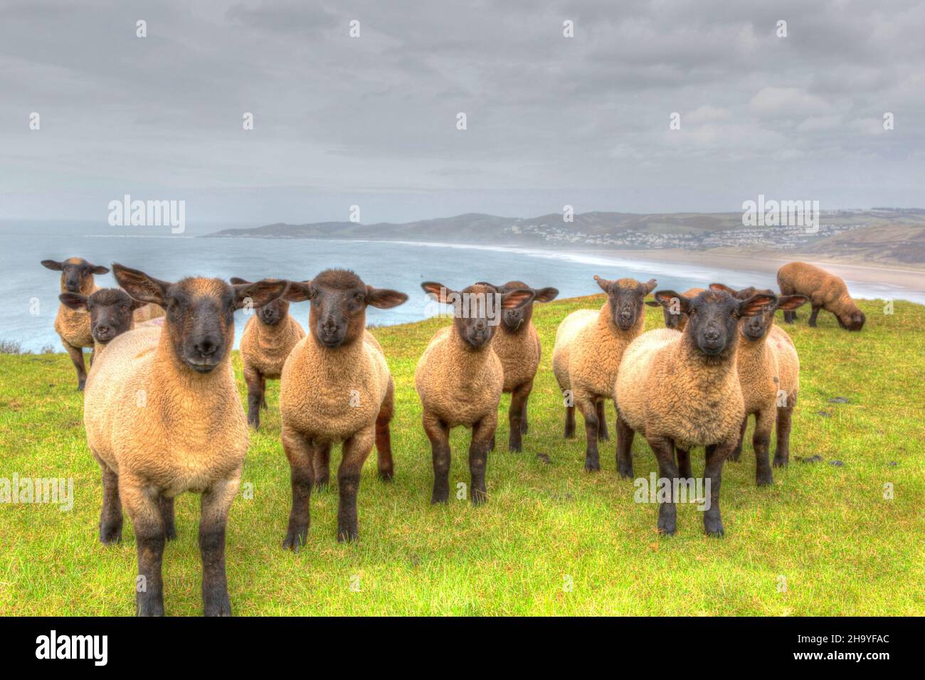 Black face sheep suffolk breed Devon coast looking to camera Stock Photo