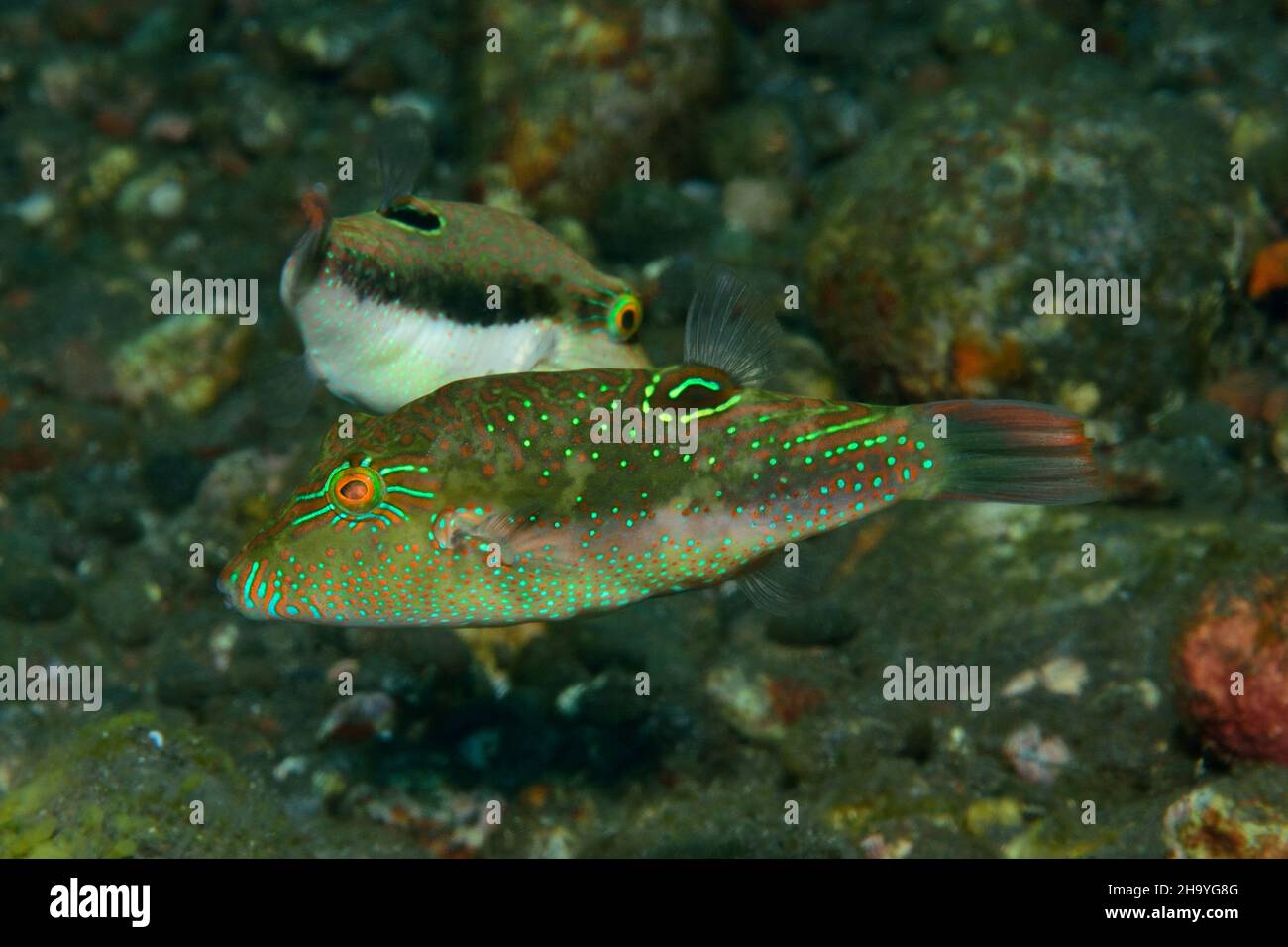 Benetts Spitzkopfkugelfisch, Bennett's sharpnose puffer, Bennett's toby, Canthigaster bennetti, Tulamben, Bali Stock Photo