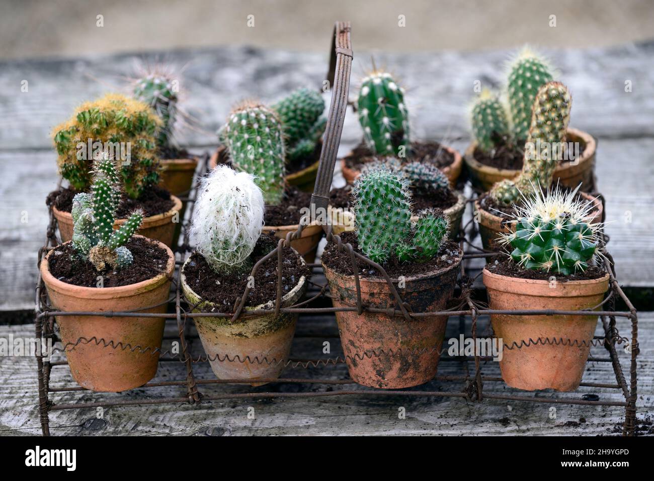 Cacti displays hi-res stock photography and images - Alamy