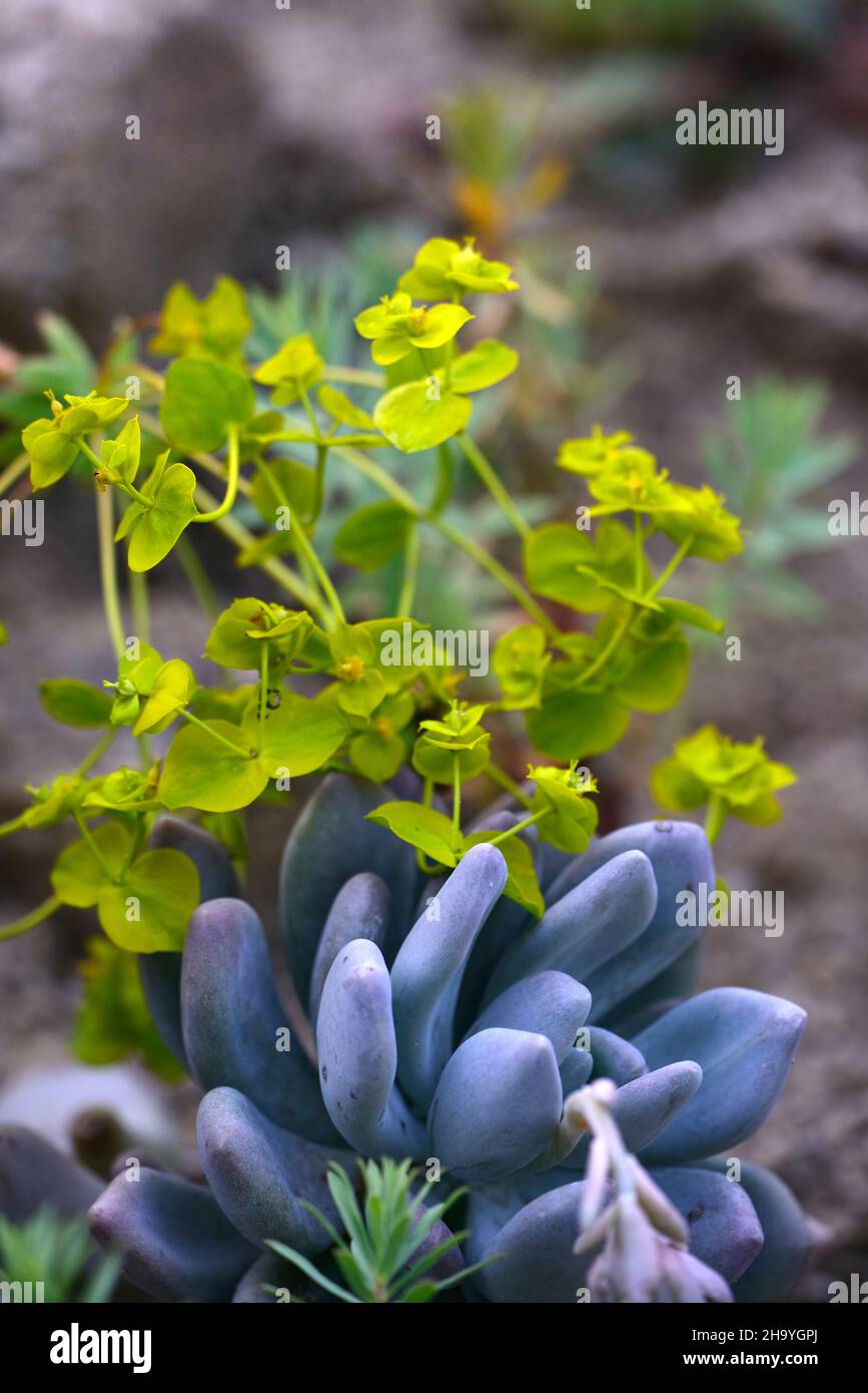 euphorbia,spurge,succulent,succulents,mixed display,green and greay-blue,mixed planting,unusual combination,different plant combination, RM Floral Stock Photo