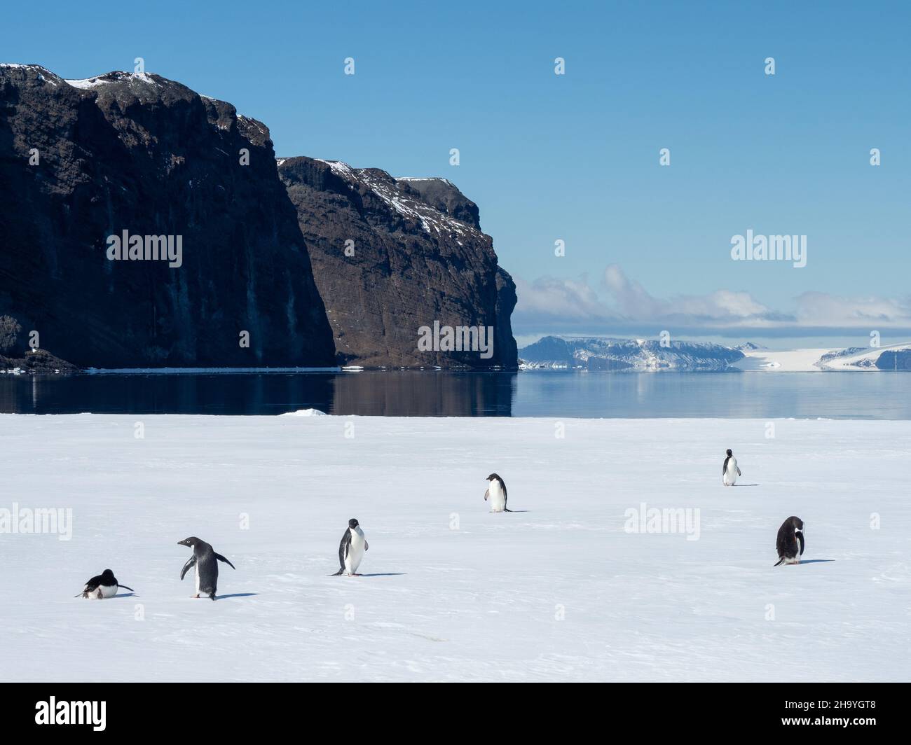 Adelie Penguin, Pygoscelis adeliae, and Gentoo Penguin, Pygoscelis papua, on the fast ice of Duse Bay, Weddell sea, Antarctic Peninsula, Antarctica Stock Photo