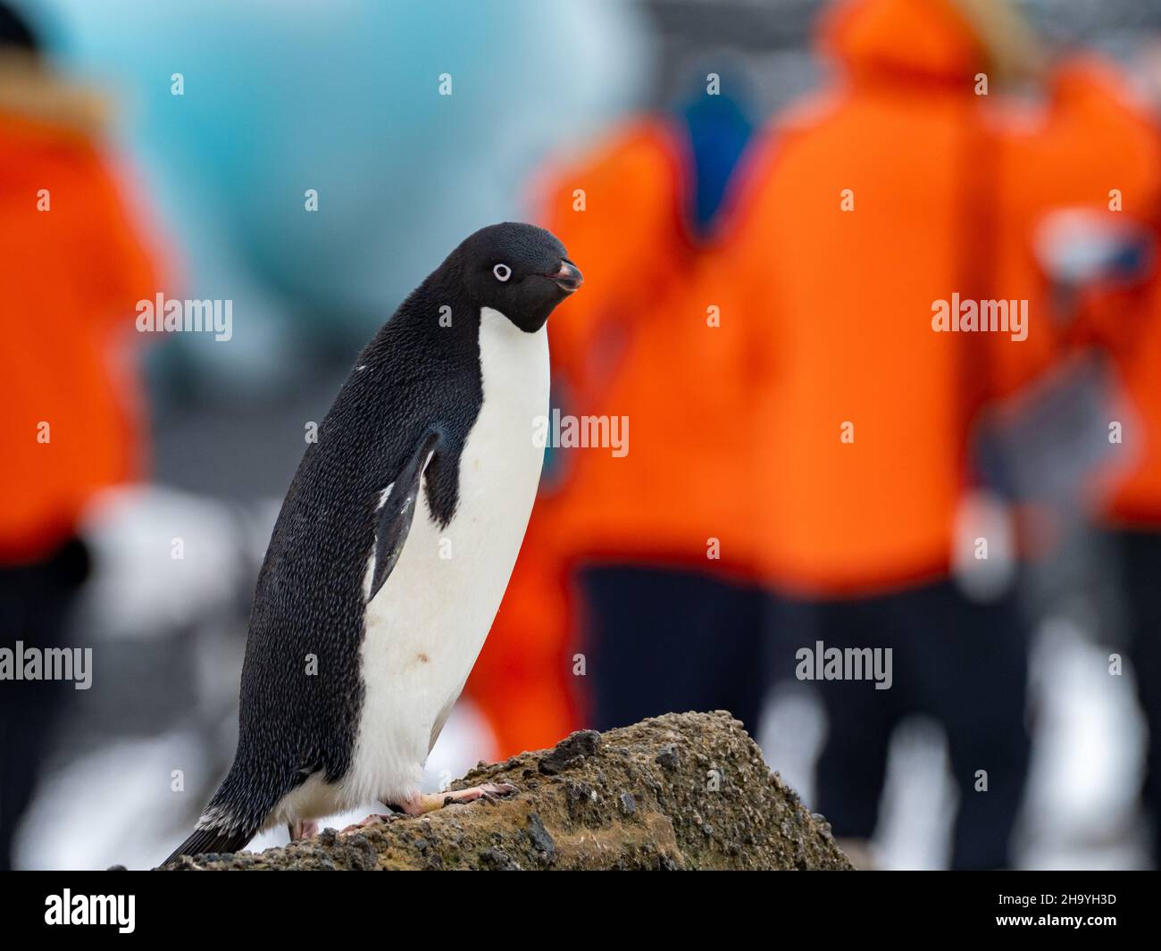 Penguin antarctica hi-res stock photography and images - Alamy
