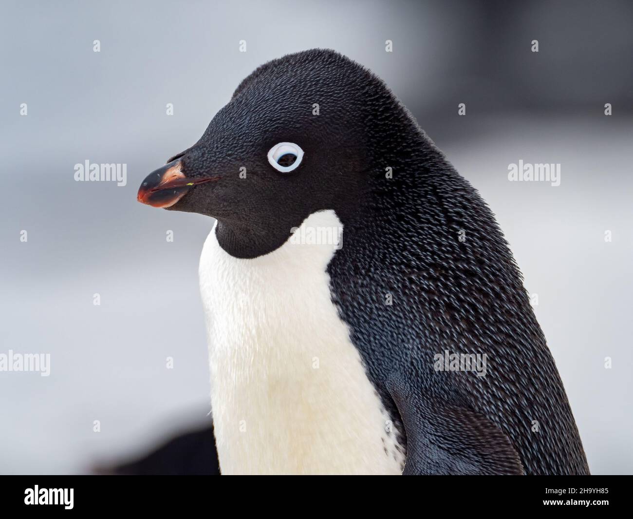 Adelie Penguin, Pygoscelis adeliae, nesting at Brown Bluff on the Antarctic Peninsula, Antarctica Stock Photo