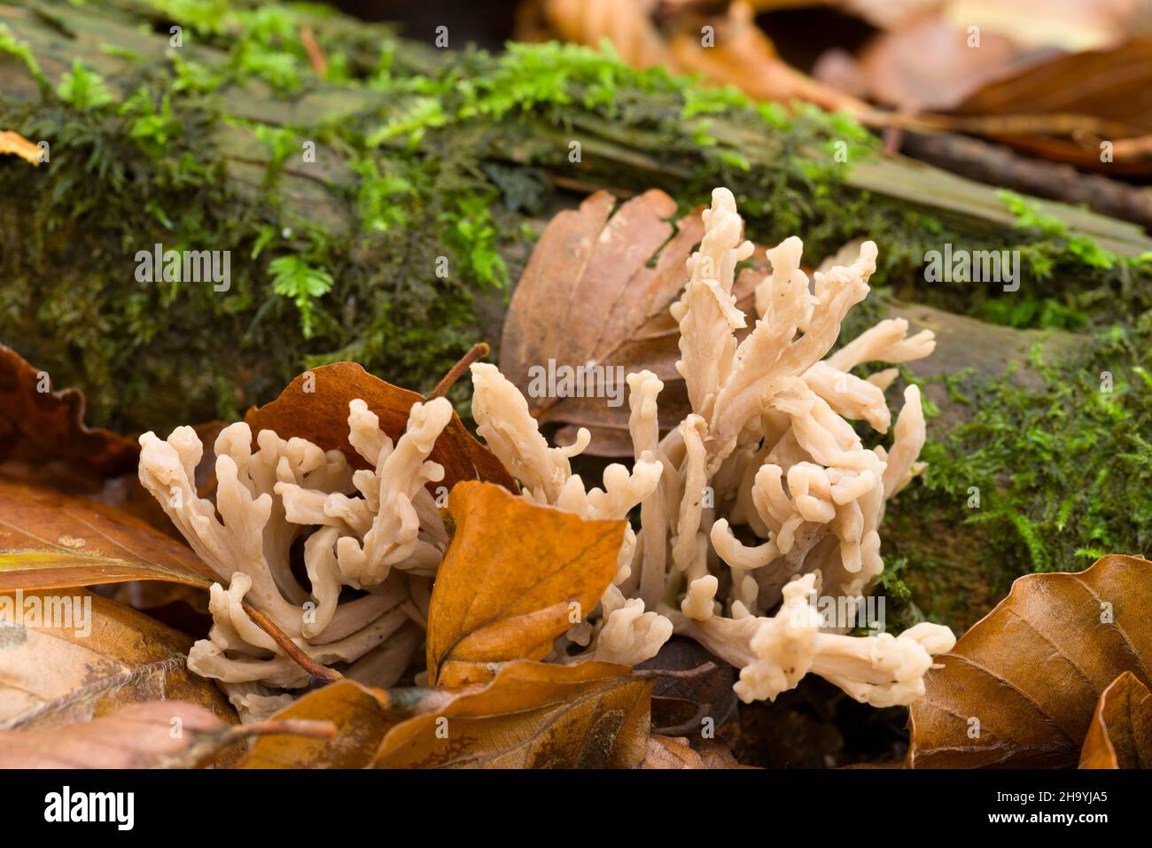 White Coral fungus (Clavulina coralloides also known as Clavulina cristata) in the leaf litter of a beech woodland at Goblin Combe, North Somerset, England. Stock Photo