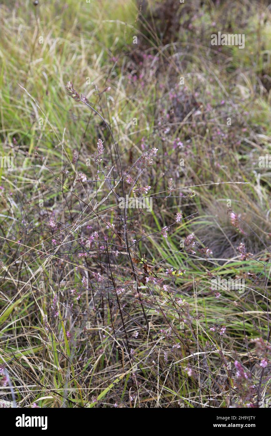 Odontites vulgaris, Odontites serotina, Orobanchaceae. Wild plant, shot in the fall. Stock Photo