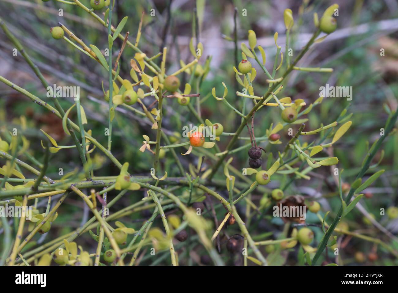 Osyris alba, Santalaceae. Wild plant, shot in the fall. Stock Photo