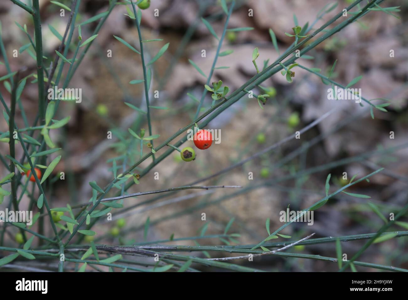 Osyris alba, Santalaceae. Wild plant, shot in the fall. Stock Photo