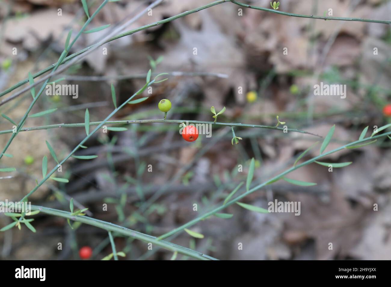 Osyris alba, Santalaceae. Wild plant, shot in the fall. Stock Photo