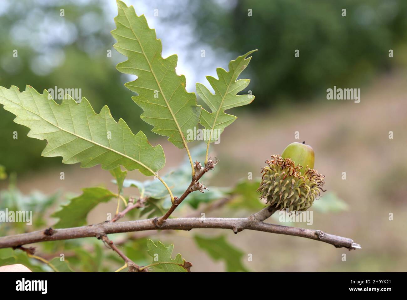Quercus cerris, Turkey Oak, Fagaceae. Wild plant, shot in the fall. Stock Photo