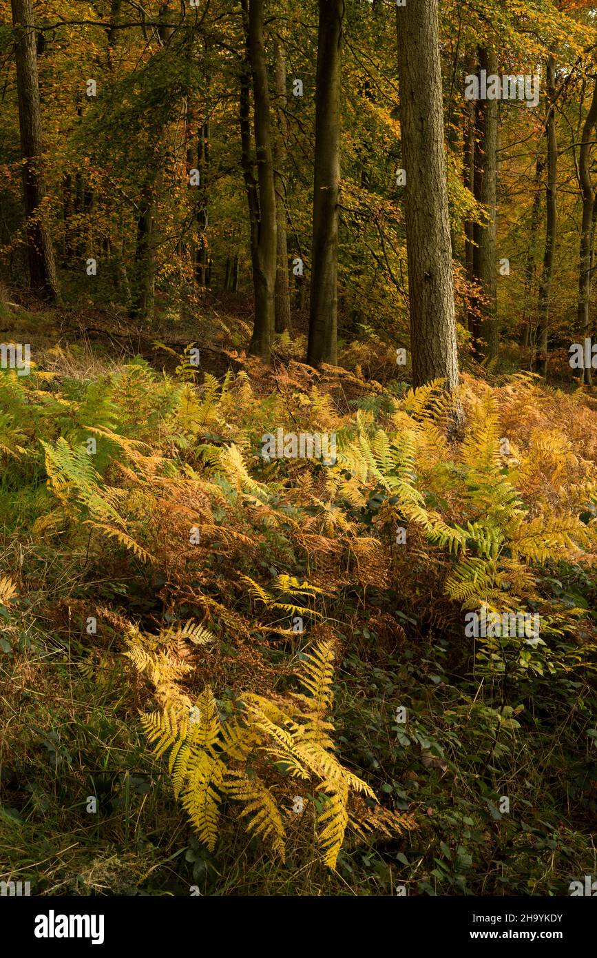 Autumn colour in a mixed woodland at Goblin Combe, North Somerset, England. Stock Photo