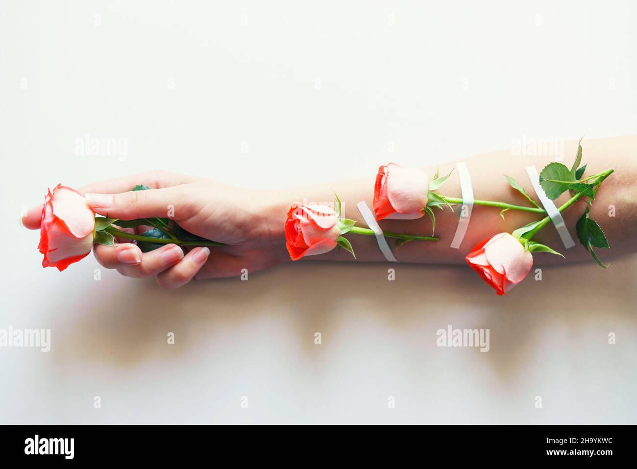 Women fashion hands of natural cosmetics, red roses, beautiful flowers and thorns glued with adhesive plaster, hand care. Womens health problems, girl studio shot light background Stock Photo