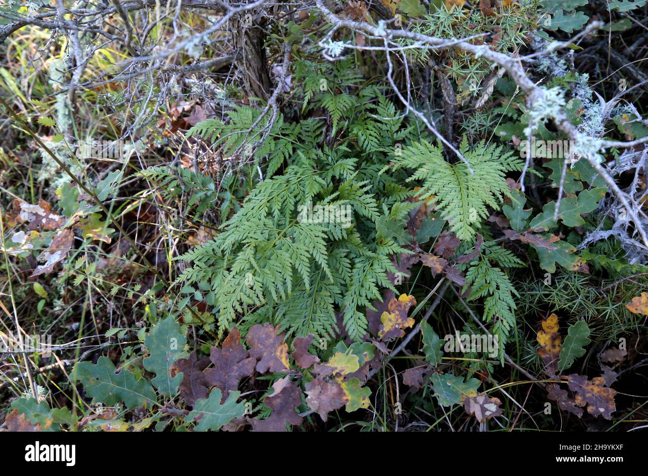 Asplenium adiantum-nigrum, Aspleniaceae. Wild plant, shot in the fall. Stock Photo