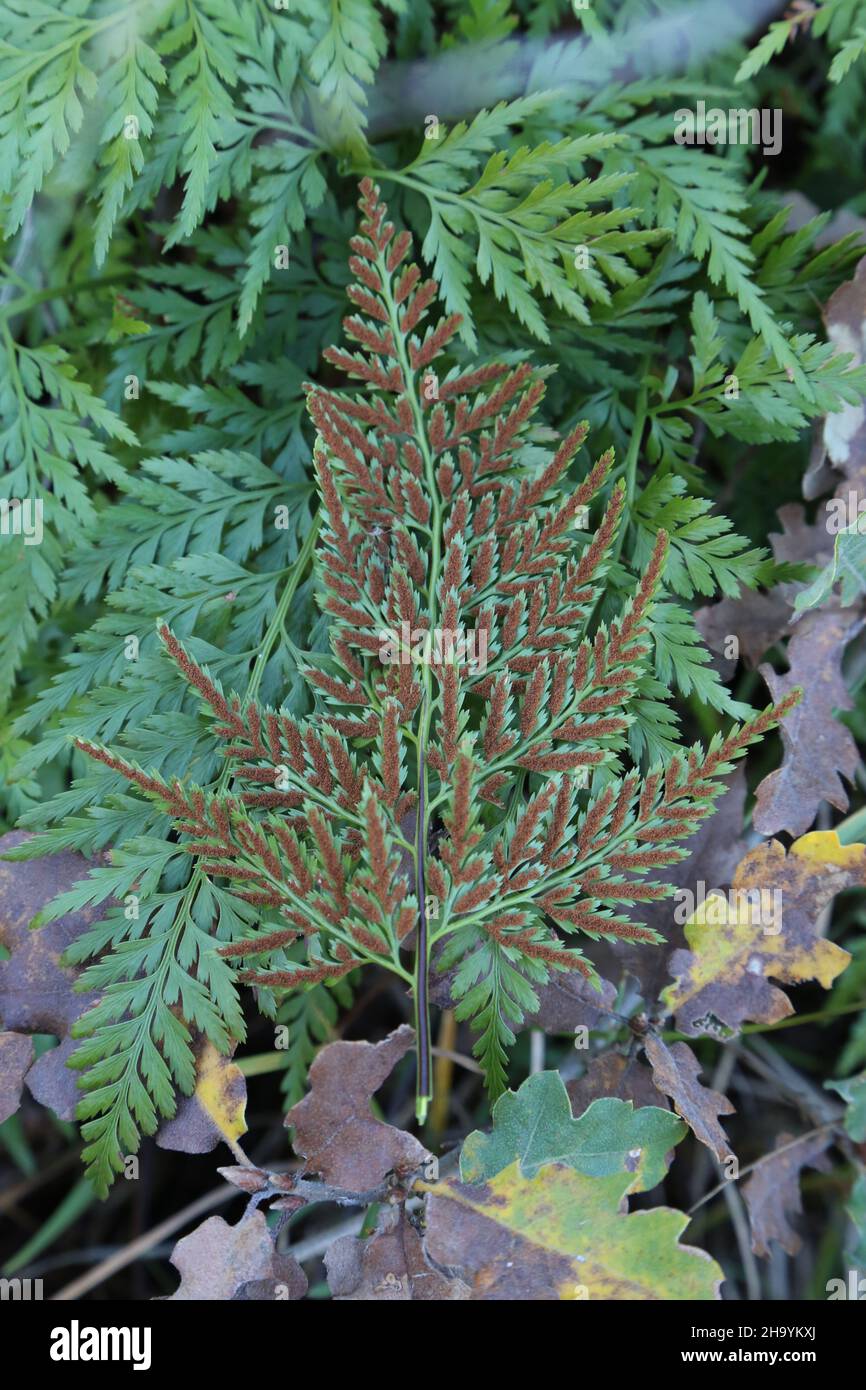 Asplenium adiantum-nigrum, Aspleniaceae. Wild plant, shot in the fall. Stock Photo