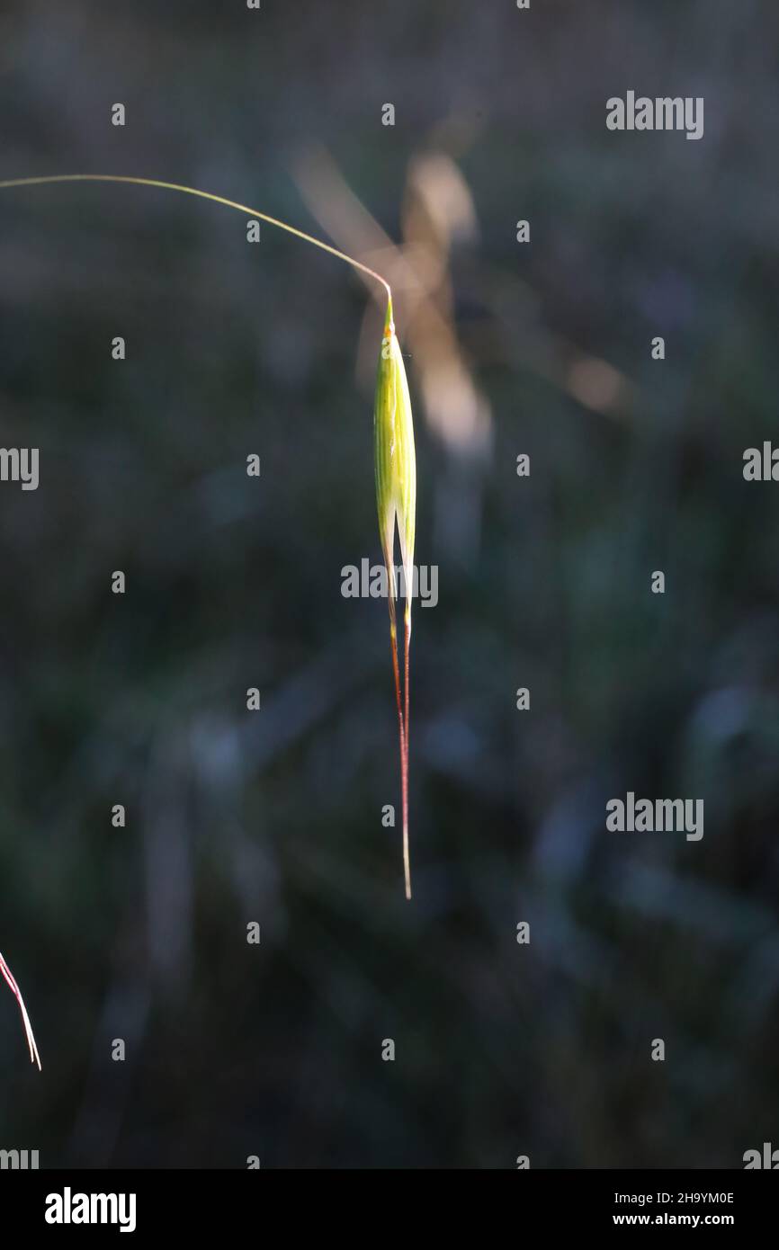 Avena barbata, Poaceae. Wild plant, shot in the fall. Stock Photo