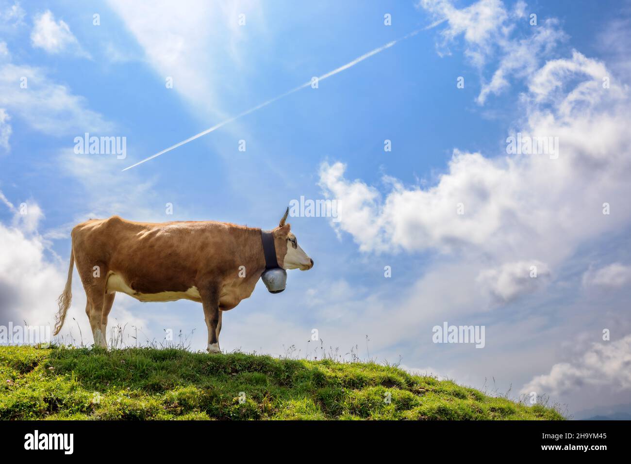 Cow standing on a hilltop at the Hochgrat, a summit in the alps near Oberstaufen in Allgäu, Bavaria, Germany. Stock Photo