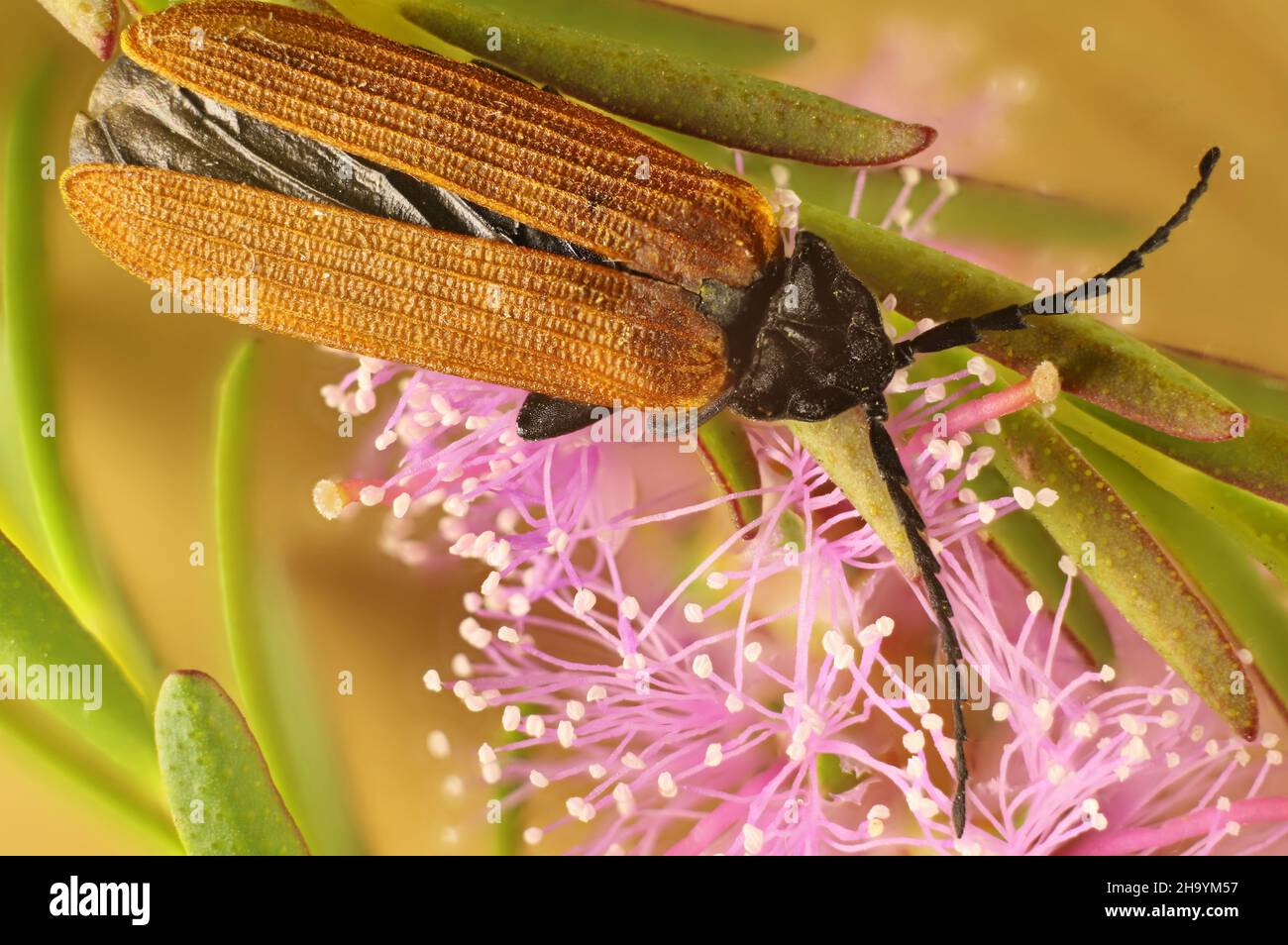 Macro dorsal view of Long-nosed Lycid Beetle (Porrostoma rhipidium) on Honey-myrtle flower stem, South Australia Stock Photo