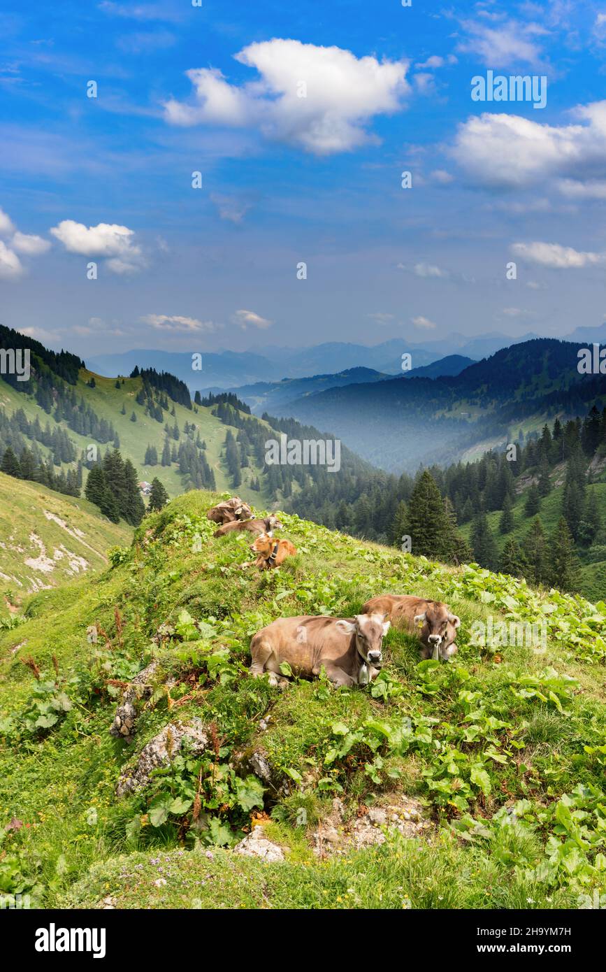 Cows resting on an alp at the Hochgrat, a summit in the alps near Oberstaufen in Allgäu, Bavaria, Germany. Stock Photo