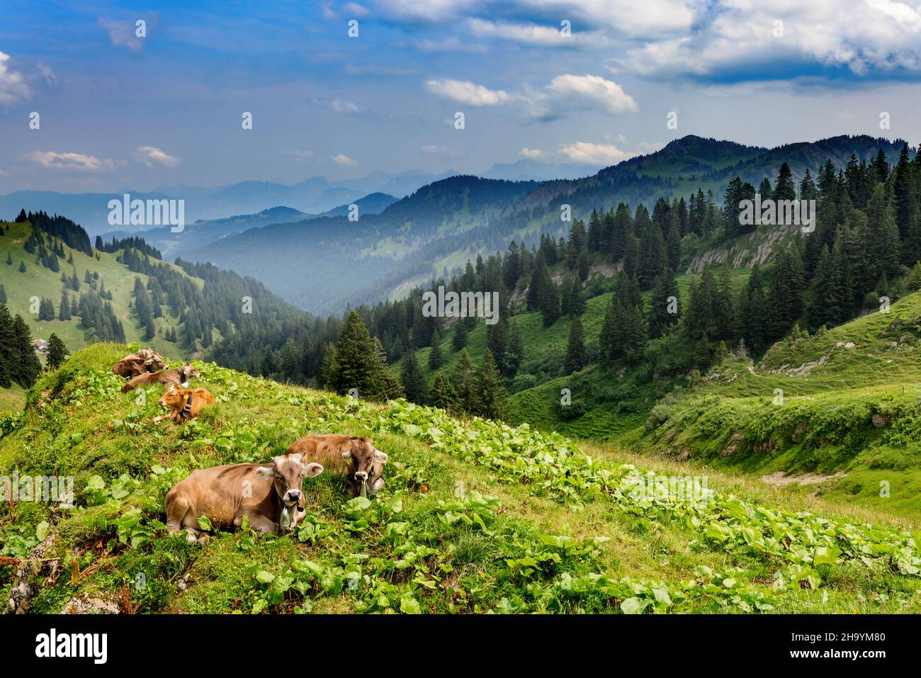 Cows resting on an alp at the Hochgrat, a summit in the alps near Oberstaufen in Allgäu, Bavaria, Germany. Stock Photo