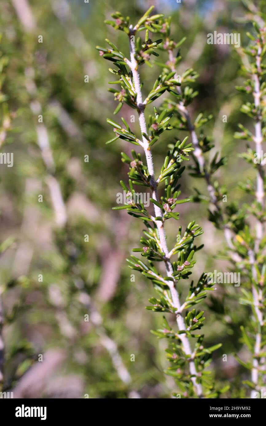 Erica arborea, Ericaceae. Wild plant, shot in the fall. Stock Photo