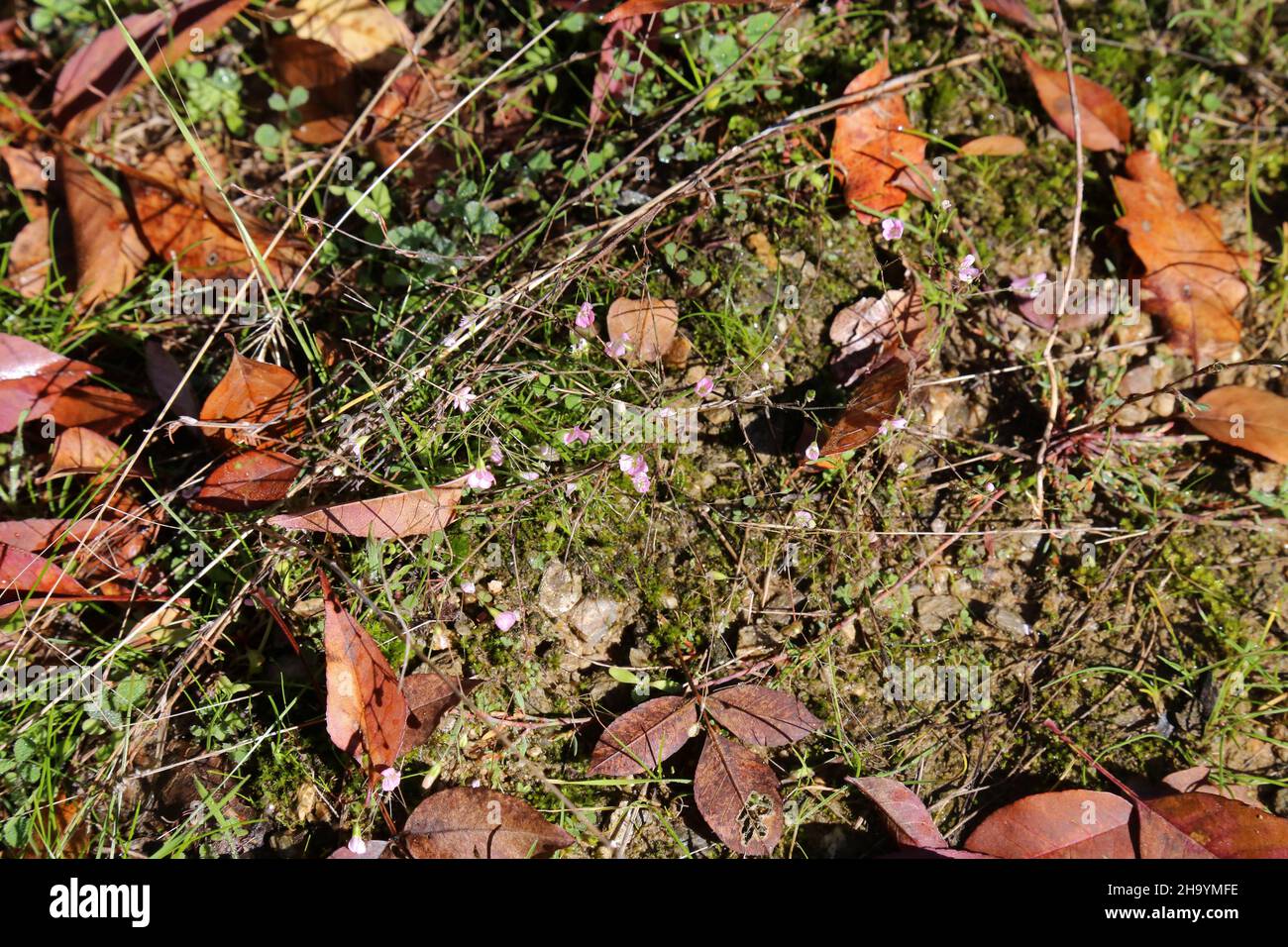 Gypsophila muralis, Low Gypsophila, Caryophyllaceae. Wild plant, shot in the fall. Stock Photo